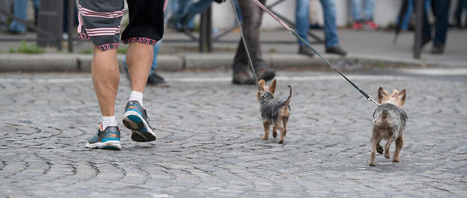 Pooper L Appli De La Crotte De Chien Ou L Absurdite De L Uberisation Le Point