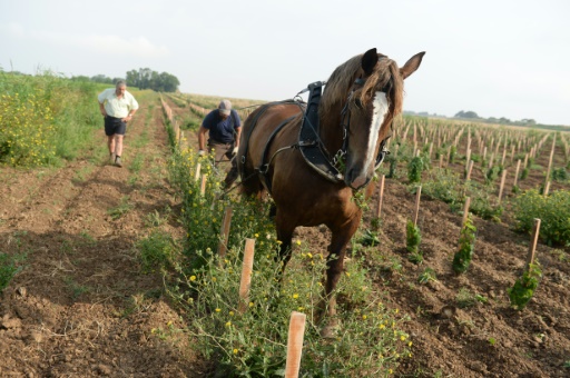 Un homme travaille dans les vignes de Dominique Léandre-Chevalier, le 20 juillet 2016 à Anglade dans le sud-ouest de la France © NICOLAS TUCAT AFP