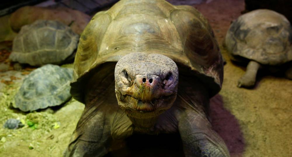 science, animaux, tortue, galapagos © Arnd Wiegmann Reuters