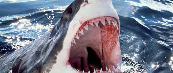 rencontres dents de requin Kampala Hook up