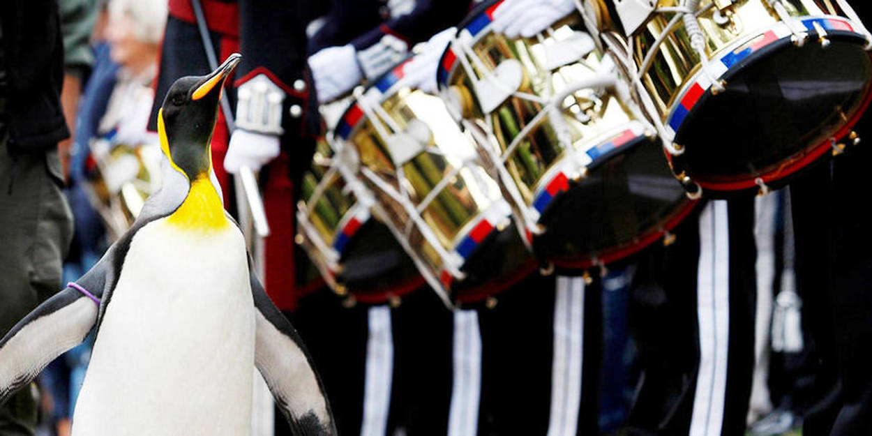 Pingvin utnevnt til general av Norsk Kongelig Garde
