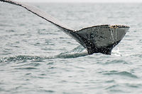 Russie : les baleines reprennent du poil de la b&ecirc;te