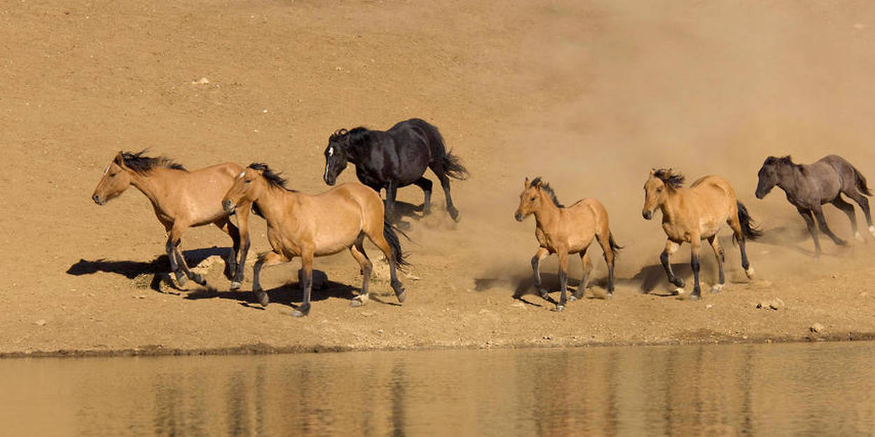 Le massacre des mustangs n aura pas lieu