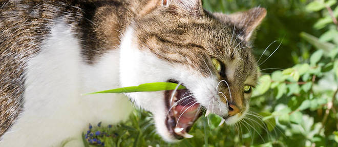 Selon une etude americaine, les chats seraient responsables de l'extinction de 63 especes animales. 
