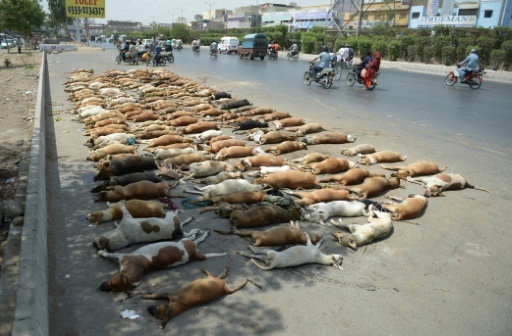 Des cadavres de chiens errants, le 12 mai 2016 a Karachi