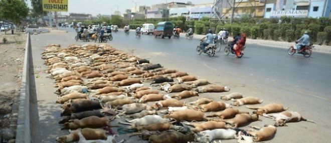 Des cadavres de chiens errants, le 12 mai 2016 a Karachi