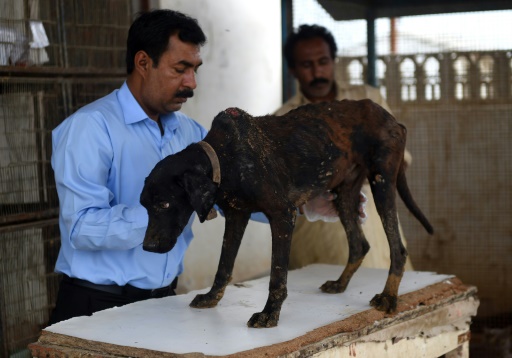 Le vétérinaire pakistanais Khalid Memon, le 17 août 2016 à Karachi © RIZWAN TABASSUM AFP/Archives