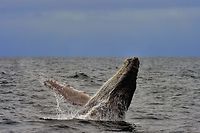 Grâce aux efforts mondiaux de conservation des cétacés depuis un demi-siècle, la grande majorité des populations de baleines à bosse ont été retirées de la liste des espèces en danger par l'Agence américaine océanique et atmosphérique. ©RODRIGO BUENDIA