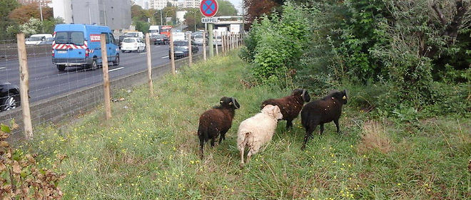 Depuis ce vendredi, une dizaine de moutons d'Ouessant se sont installes sur les talus en bordure du peripherique parisien.