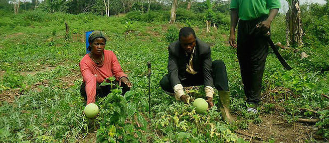 Des agriculteurs camerounais dans leur domaine agricole en 2013.