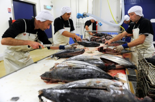 Des bonites vidées à l'usine de Concarneau, dans l'ouest de la France, qui fabrique du katsuobushi, le 21 octobre 2016  © FRED TANNEAU AFP