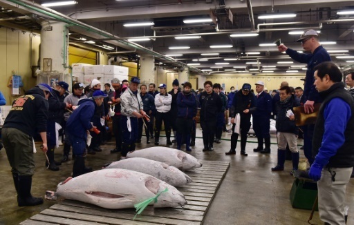 Mise aux encheres de thons rouges au marche aux poissons de Tsukiji a Tokyo, le 5 janier 2016