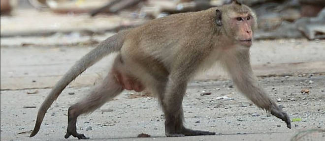 Deux macaques ont ete equipes avec cette neuroprothese.