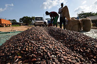 Des ouvriers ivoiriens dans une coopérative agricole de cacao à Guiglo, en Côte d'Ivoire, en octobre 2016.