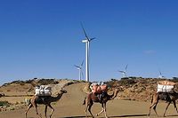 Des chameaux marchent le long d'un champ d'éoliennes à Ashegoda, en Ethiopie, le 28 novembre 2013
 
 