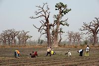  
Le Sénégal est l'un des huits pays à bénéficier de l'aide du Fonds vert pour le climat. 
 