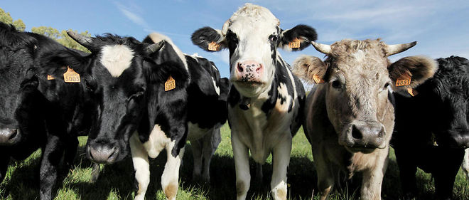 Des vaches laitieres dans les Pyrenees-Orientales.