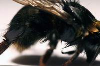 Des infrarouges pour soigner les abeilles empoisonn&eacute;es aux insecticides