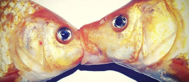 Le poisson breme ou (Abramis brama) evolue en eau douce. On le retrouve sur tout le continent europeen.
 