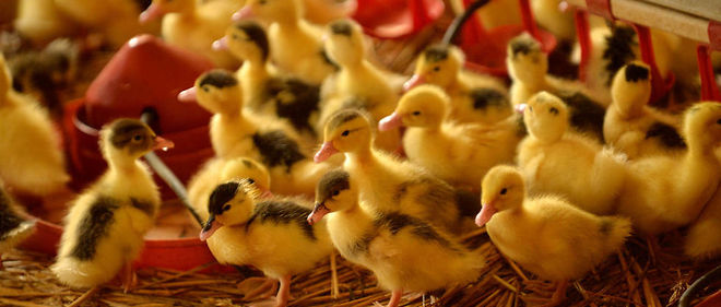 Apres la decouverte de foyers dans le Sud-Ouest, le ministere de l'Agriculture vient d'augmenter le niveau de risque de grippe aviaire.