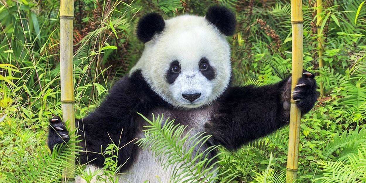 Topic procès volog contre Michou  6439949lpw-6440082-article-panda-biodiversite-espece-jpg_3949747_1250x625