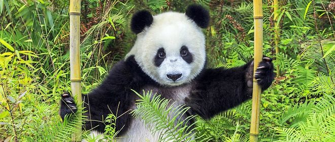 Le Panda Geant Menace Dans Ses Montagnes Le Point