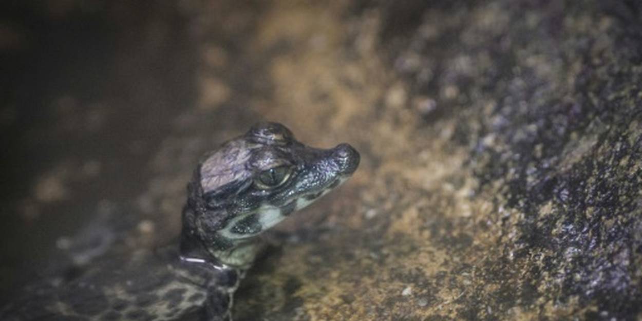 Oscar Le Bebe Crocodile Nain Du Zoo De Mulhouse Est Deja Chasseur Le Point