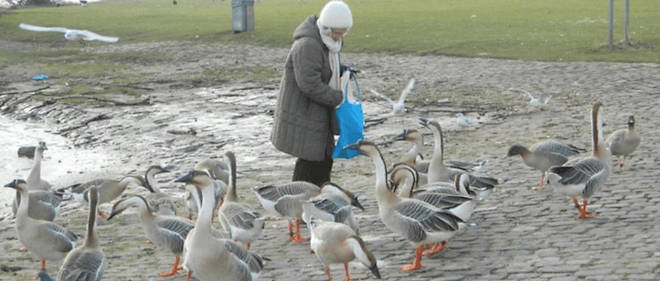 Nourrir Les Oiseaux En Hiver Ce Que Nous Dit La Science