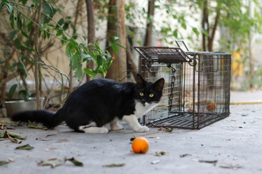Dans les rues de Nicosie des pièges à chats sont installés pour attraper les félins, les conduire chez le vétérinaire et les faire stériliser © Florian CHOBLET AFP