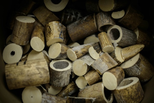 Des pièces d'ivoire,   saisies par la Chine et montrées aux médias le 15 mai 2014 avant de les brûler © PHILIPPE LOPEZ AFP/Archives