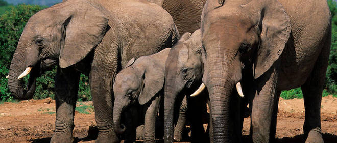 Il ne resterait plus que 415 000 elephants d'Afrique selon le WWF. 