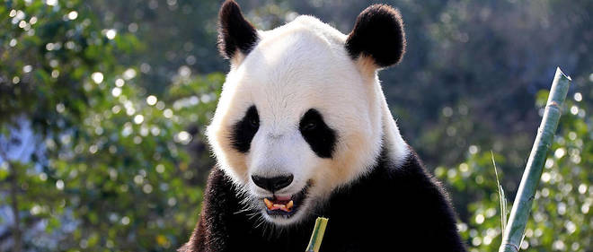 Le panda geant reste "menace", mais il a quitte la liste des especes "en danger" en 2016. 