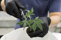 Cannabis&nbsp;: 43 % des Fran&ccedil;ais favorables &agrave; sa d&eacute;p&eacute;nalisation