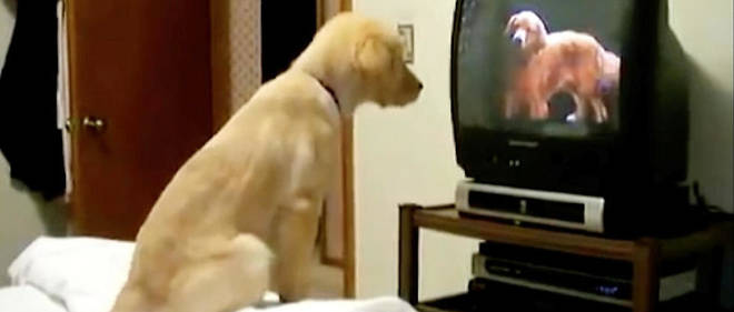 Que Voit Un Chien Quand Il Regarde La Télévision Le Point