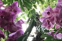 Les conseils du Jardin des plantes de Paris pour entretenir vos orchidées