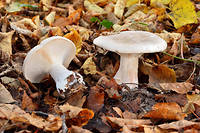 
Selon le mycologue americain Paul Stamets, les champignons peuvent sauver le monde.
(C)Jean-Yves Grospas