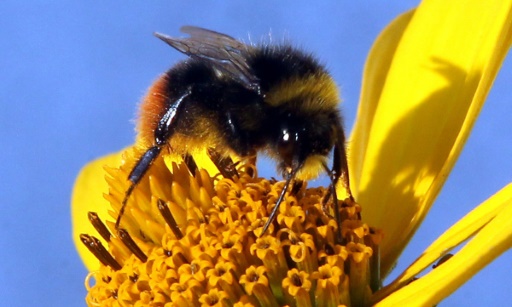 Une abeille recueille le nectar d'une marguerite, le 11 juillet 2011 à Berlin © WOLFGANG KUMM DPA/AFP/Archives