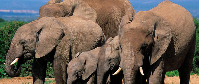 Cet elephant, une des deux especes d'Afrique avec celui de savane, vit dans les forets du Cameroun, du Gabon, de la Republique centrafricaine ou encore du Congo. (Illustration)