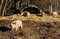 La science recente a demontre l'intelligence des animaux de la ferme, a commencer par le cochon, le plus intelligent parmi ces derniers. (C)Pauline Tissot
