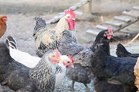 Les poulets ont une ouie et une vision tres aiguisees afin de faire face aux dangers environnants.  (C)Pauline Tissot
