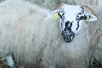 L'intelligence des animaux d'&eacute;levage #5&nbsp;: le mouton
