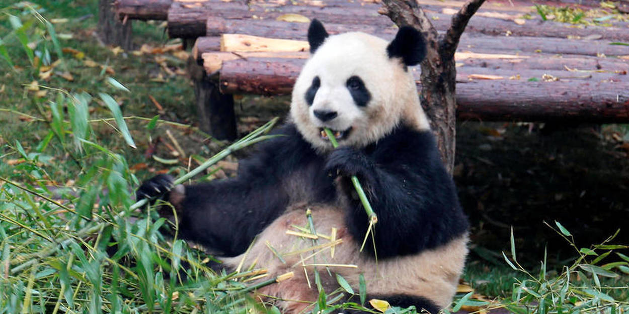 On sait d sormais pourquoi le panda est noir et blanc