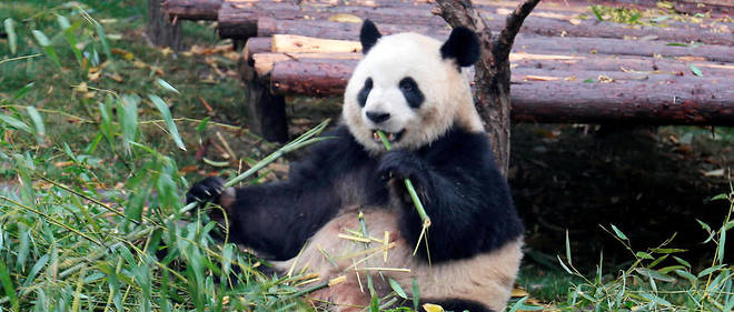 On Sait Desormais Pourquoi Le Panda Est Noir Et Blanc Le Point