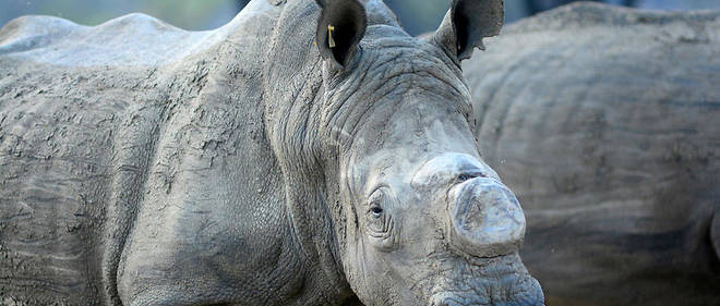 Rhinoceros blanc dont la corne a ete coupee, au Zimbabwe.  