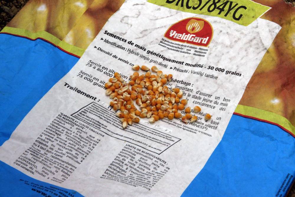 Un sac de semences de maïs génétiquement modifié prise en photo en avril 2006 aux abords de Toulouse, en France. ©  GEORGES GOBET / AFP