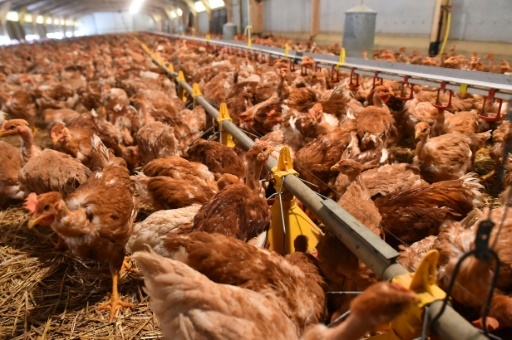 Des poulets de Loué, nourris sans OGM, dans un élevage sarthois de Crannes-en-Champagne, le 3 février 2017 © JEAN-FRANCOIS MONIER AFP/Archives