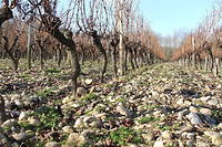 Terroir de graves, vignoble de Bordeaux