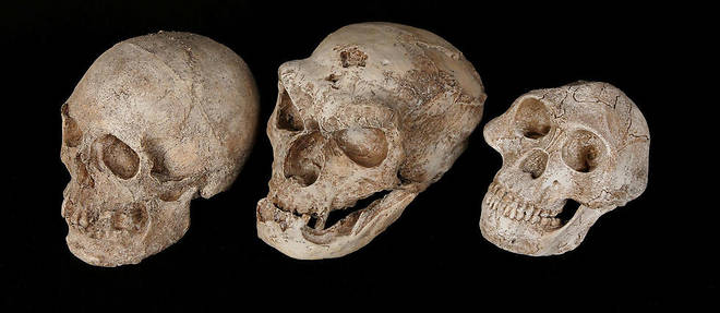 Les cranes de gauche a droite : Homo sapiens, homme de Neandertal, australopitheque.