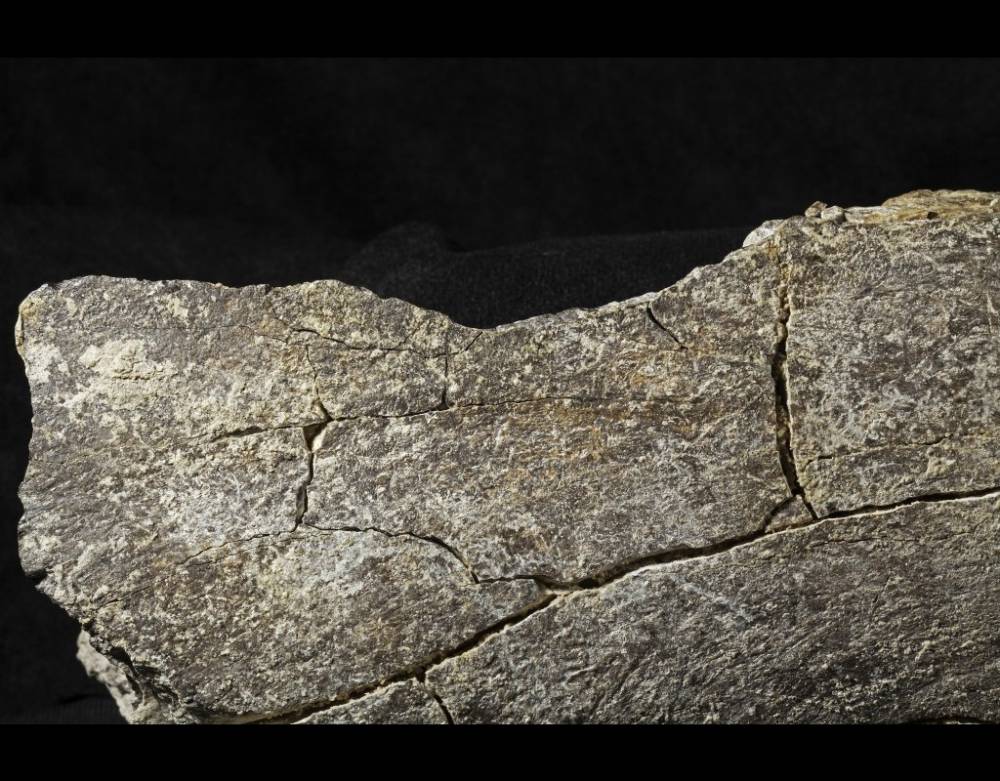 Site de fouille du Mastodonte tué voilà 130 000 ans ©  San Diego Natural History Museum