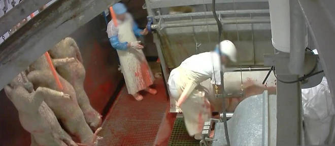 Extrait d'une video transmise par l'association L 214 denoncant le traitement des animaux dans les abattoirs.